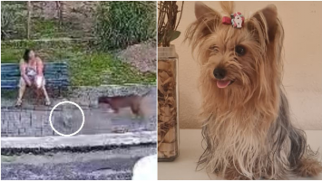Cadela de estimação morre ao ser atacada por pitbull solto em praça na Grande Fortaleza; vídeo