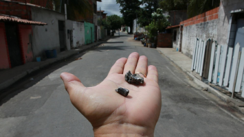 Número de mortes por intervenção policial em 2025 no Ceará foi o maior em 6 anos; maioria das vítimas não teve a cor da pele informada