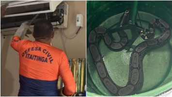 Jiboia é resgatada dentro de aparelho de ar-condicionado em Itaitinga; vídeo