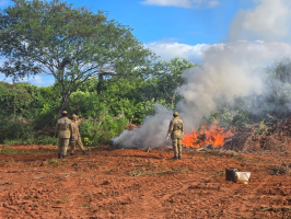 Fazenda da maconha: Polícia Civil diz que operação de destruição e incineração de droga foi concluída e explica plantas enterradas