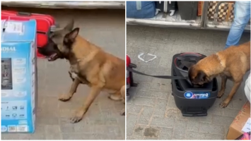 Vídeo: Cachorro encontra drogas dentro de caixa de som durante abordagem policial a ônibus