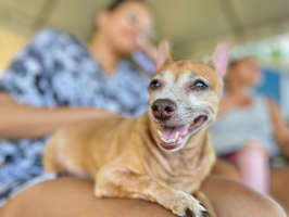 Mutirão gratuito promove castração de cães e gatos em Fortaleza