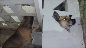 Cão é resgatado pelos bombeiros após ficar com a cabeça presa em cobogó no Ceará; vídeo