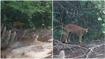 Homem fica 'cara a cara' com onça-parda durante caminhada em área de mata, no Ceará