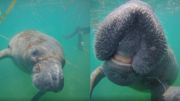 Fêmea de peixe-boi viaja cerca de 200 km de Icapuí a Fortaleza